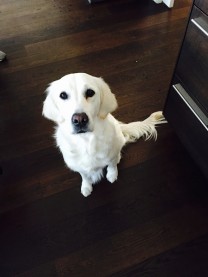 Ella, Golden Retriever White (Bild: Ein Freund, der Diskretion schätzt.)