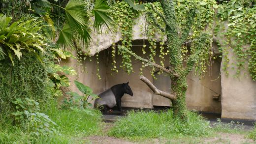 Schabrackentapir