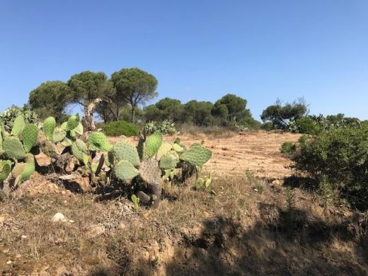 Diese Oase ist von einem üppigen Pinienwald und von fünf Buchten umgeben, die sie zu einem der exklusivsten Küstengebiete auf Sardinien machen. 